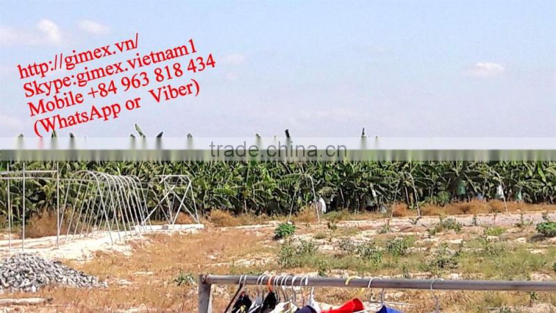 Class A Fresh Cavendish banana