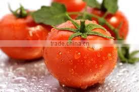 CANNED PICKLED CHERRY TOMATO_ GOOD QUALITY, BEST PRICE FOR NOW !
