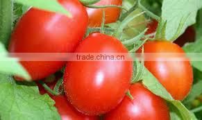 CANNED PICKLED CHERRY TOMATO_ GOOD QUALITY, BEST PRICE FOR NOW !