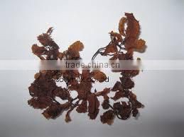 LEAVES/POWDER SARGASSUM SEAWEED BEST QUALITY