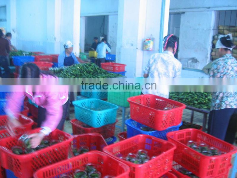 HIGH QUALITY CANNED PICKLED CUCUMBER _CHEAP PRICE