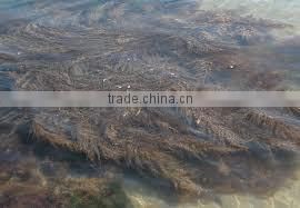 LEAVES/POWDER SARGASSUM SEAWEED BEST QUALITY