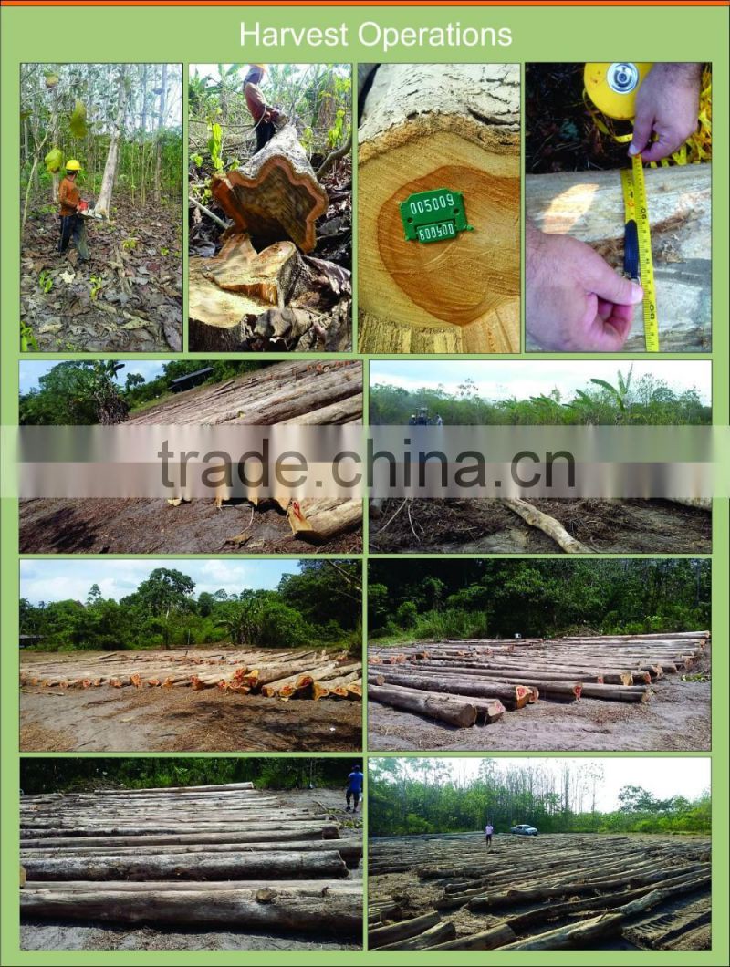 Teak Wood Logs