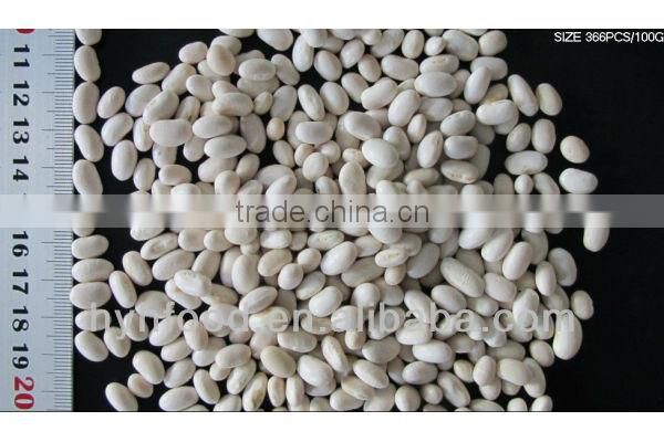 White Kidney Beans