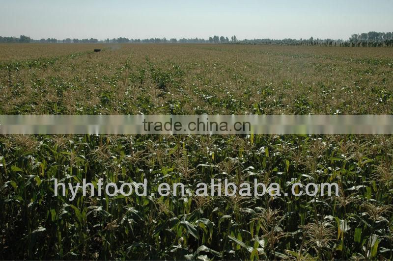 Organic Maize Starch