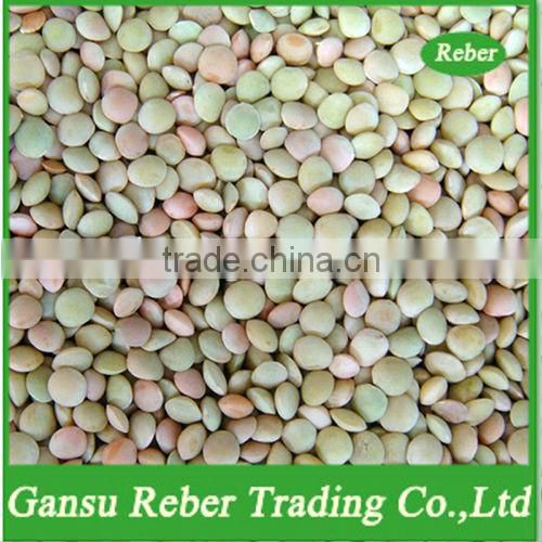crop2015 Chinese Lenils of Price