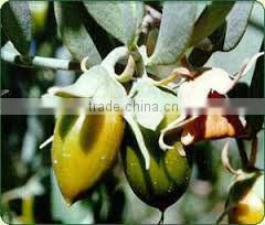 REFINED/GOLDEN JOJOBA OIL WHOLESALE