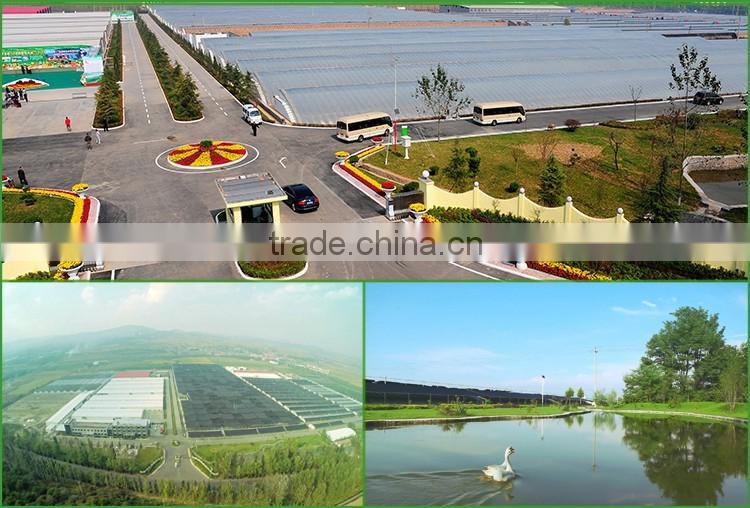 Dried Shiitake Mushrooms,Fresh Shiitake Mushrooms,Mushroom Seeds For Sale