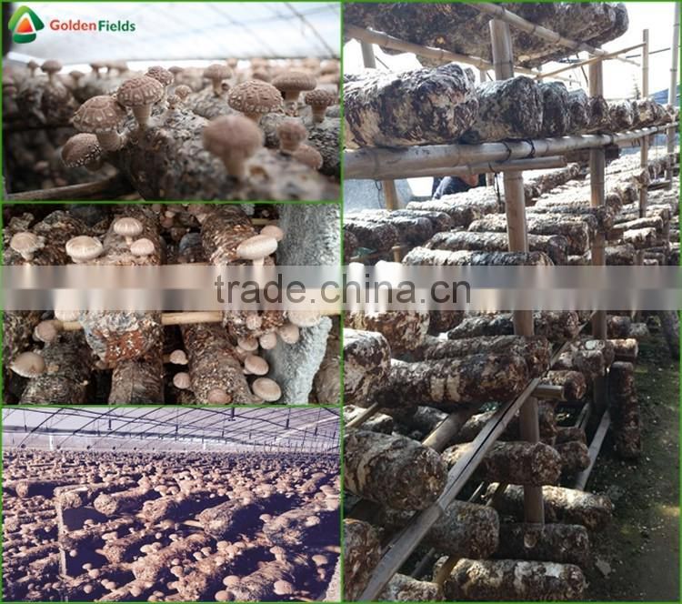 Dried Shiitake Mushrooms,Fresh Shiitake Mushrooms,Mushroom Seeds For Sale