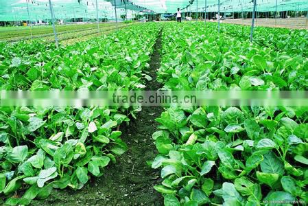 Microbial Fertilizer for Vegetables