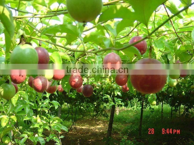 MICROBIAL FERTILIZER FOR RICE