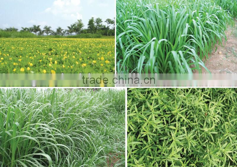 Microbial Fertilizer Powder or Liquid