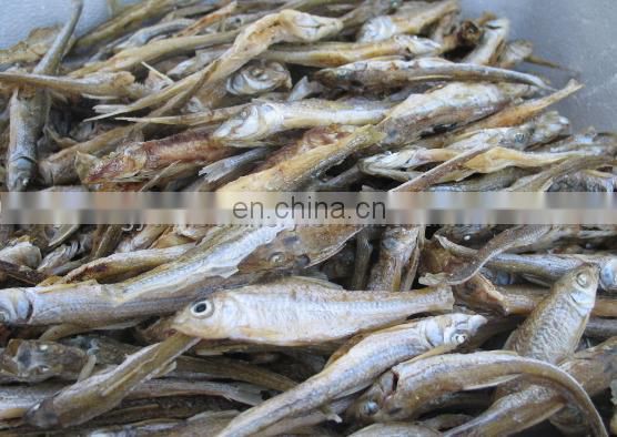 High Efficiency Gas or Electric Model industrial fruit food dehydrator machine/fruits and vegetables dehydration machines