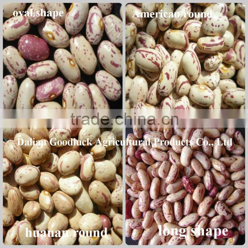 New Crop Bulk PSKB Beans