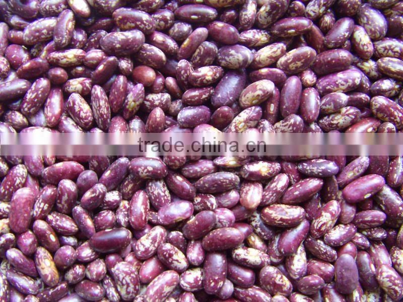 New Crop Bulk PSKB Beans