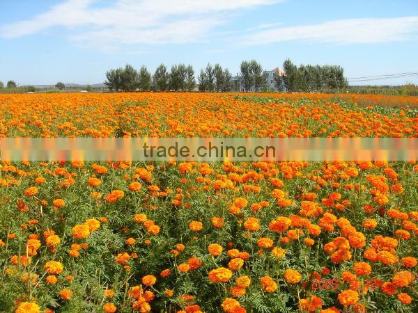 Marigold Extract