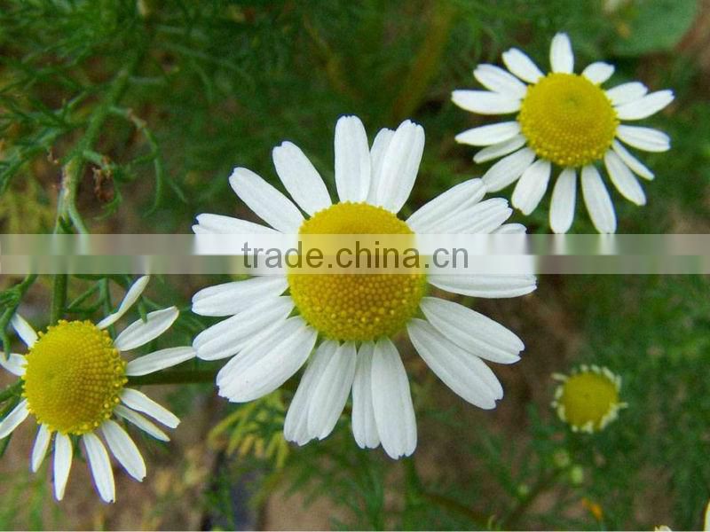 GMP manufacturer Chamomile Extract/Camomile Extract