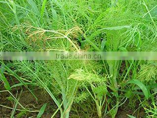 Fennel Extract