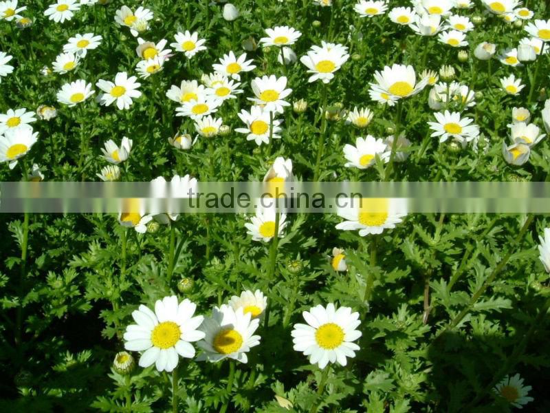 Chrysanthemum extract