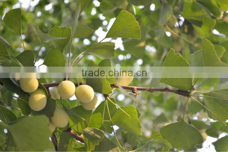 Gingko Biloba Extract