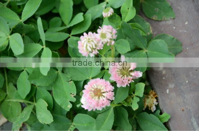 Red Clover Extract Powder