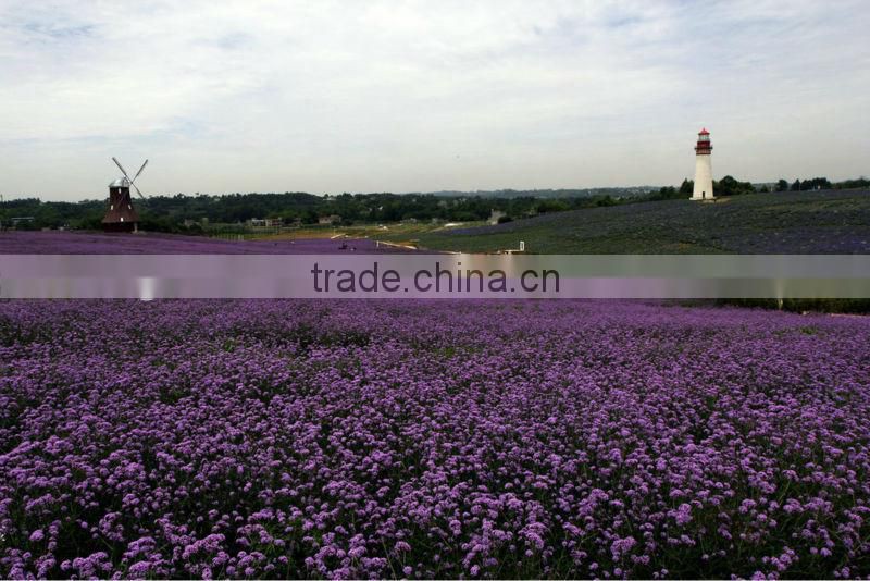 Lavender Extract Powder