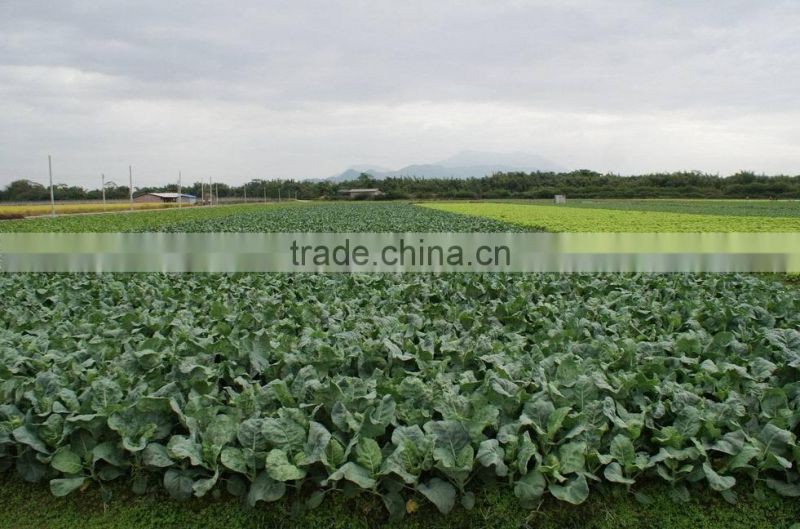 Vegetable seeds chinese kale for planting