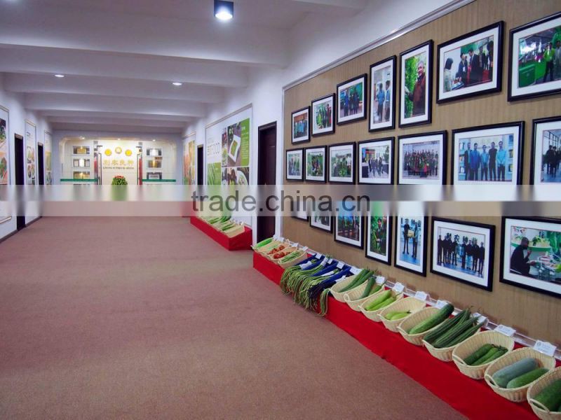 Green kale seeds for growing in the open field