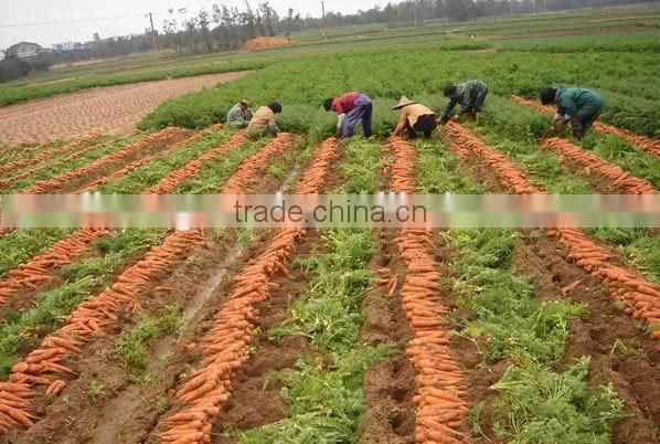 Hybird Chinese Red Carrot Seeds