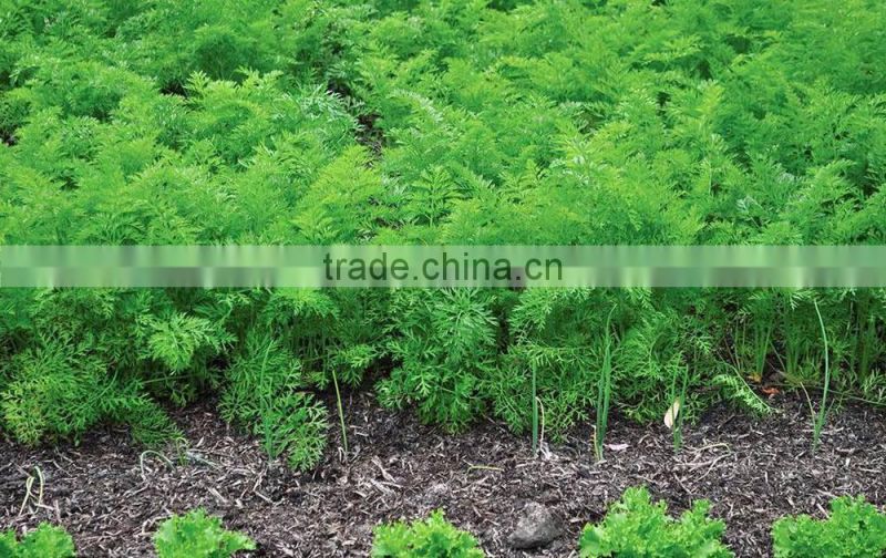 Best quality carrot seeds,quality seeds,sale seeds