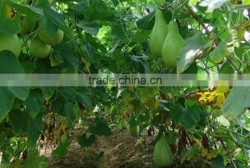 Gourd seeds bulk bottle melon seeds