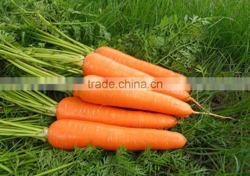 Carrot Seeds good variety in Chinese Market