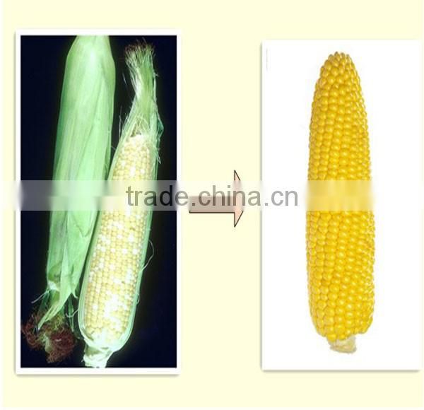 corn husker sheller/sweet corn peeling machine,High production efficiency corn husk peeling machine