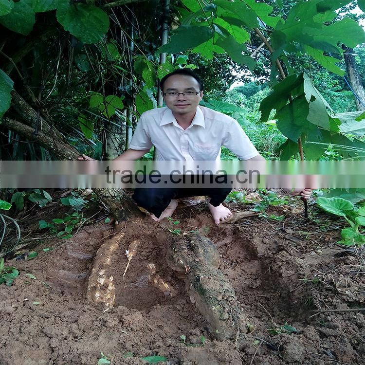 black pueraria mirifica long time herbal sexmedicine for penis enlargement capsule