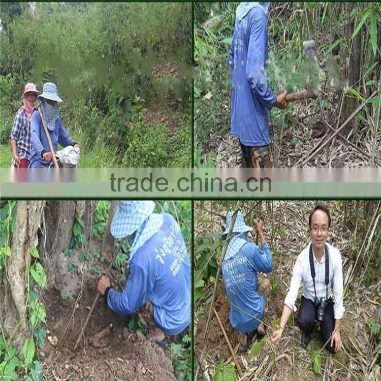 Natural Health Care and Tonifying Kidney Butea superba For old men