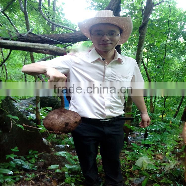 High quality black pueraria mirifica essential oil for penis enlargement