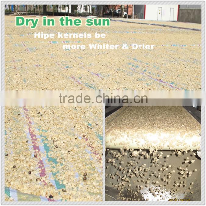 high quality melon seeds egypt