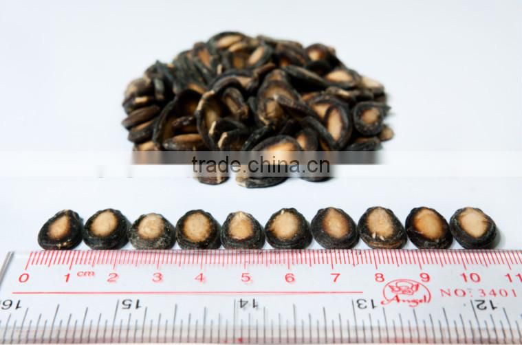 Dried fresh black hybrid watermelon seed