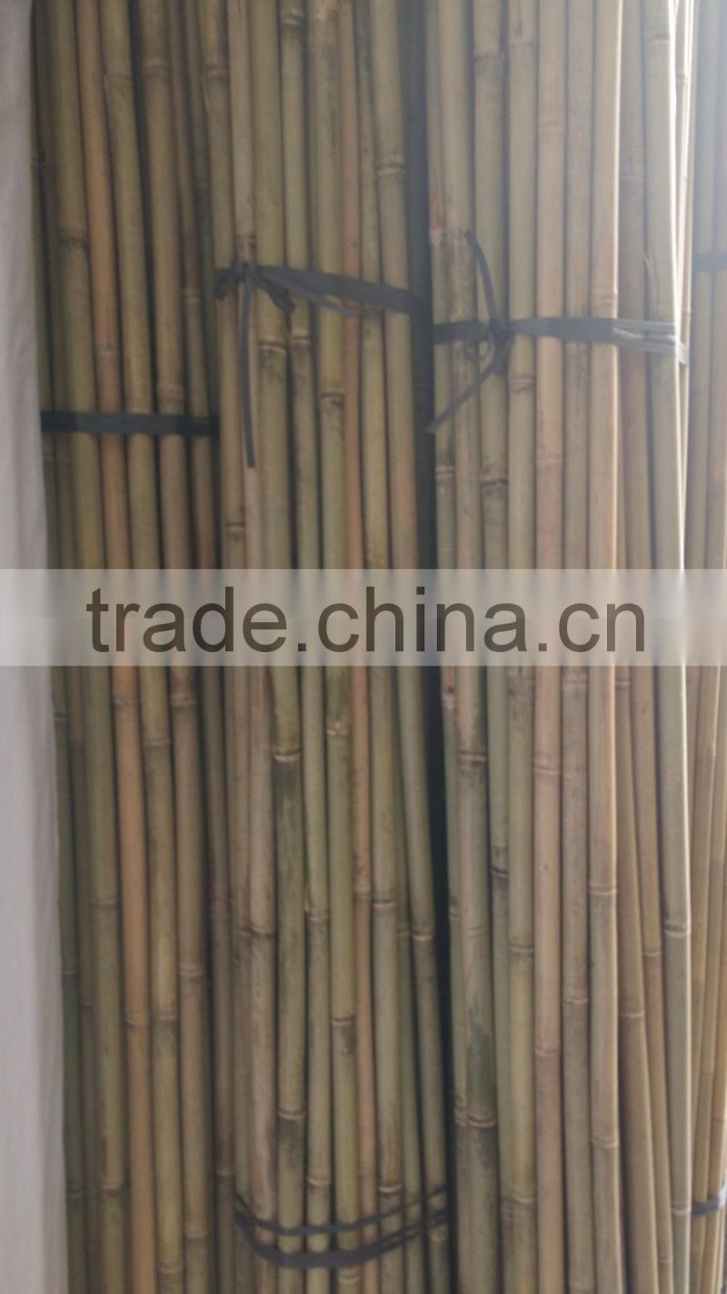 bamboo pole support apple tree growing