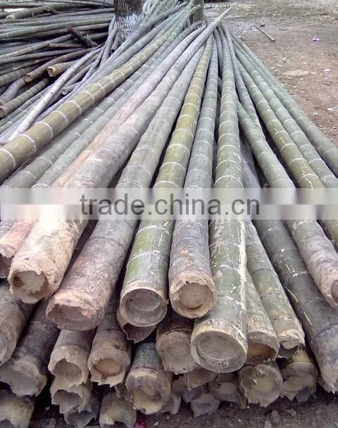 Straight moso bamboo poles for construction & building materials bamboo poles cheap bamboo cane productsraw bamboo poles
