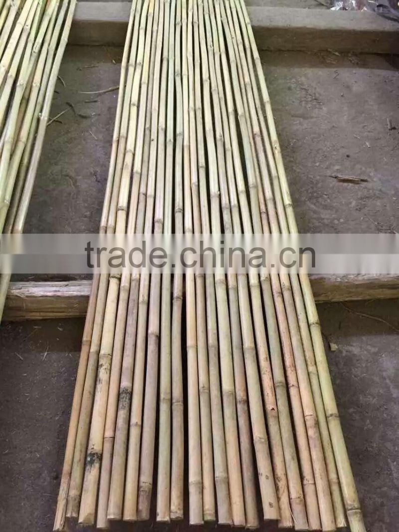bamboo cane
