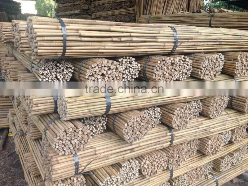 bamboo pole support apple tree growing