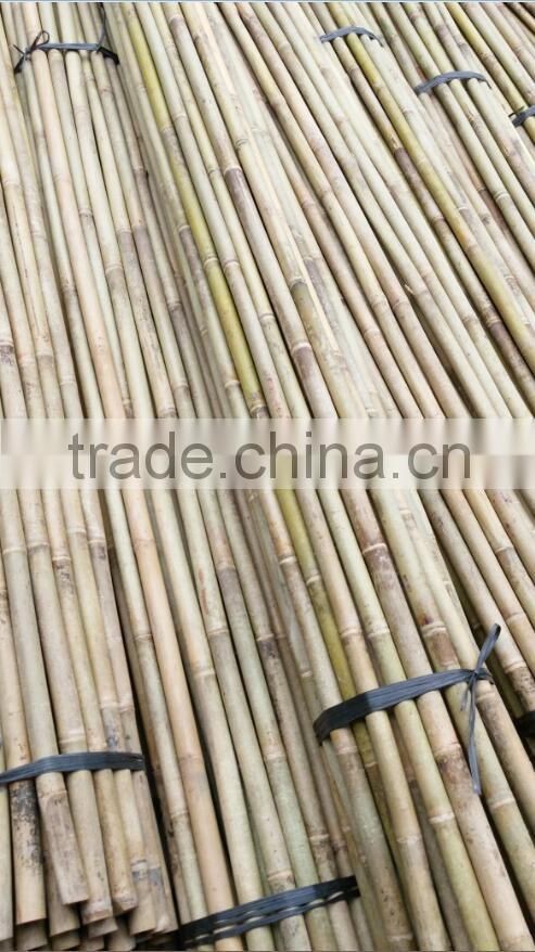 bamboo cane