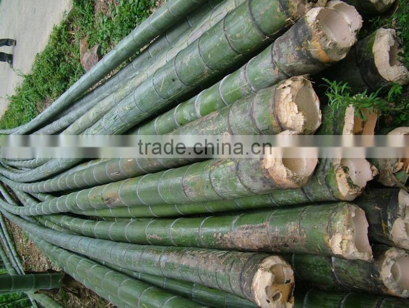 Straight moso bamboo poles for construction & building materials bamboo poles cheap bamboo cane productsraw bamboo poles