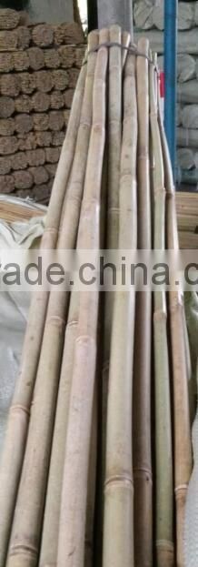 the orchard bamboo cane