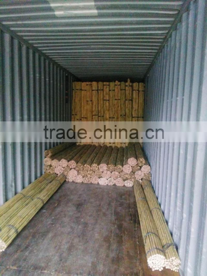 bamboo pole support apple tree growing