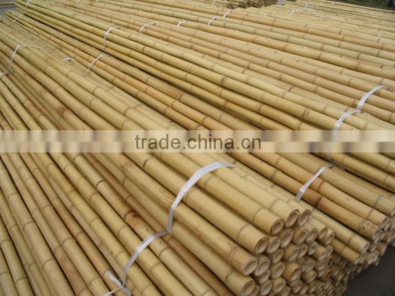 Cheap bamboo pole Bamboo cane YELLOW BAMBOO POLES
