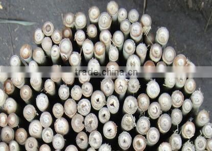 Straight bamboo cane Tonkin Bamboo Cane 16-18mm cheap bamboo cane