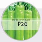 BE09 Nongzhong light green long bean seeds with white seeds inside