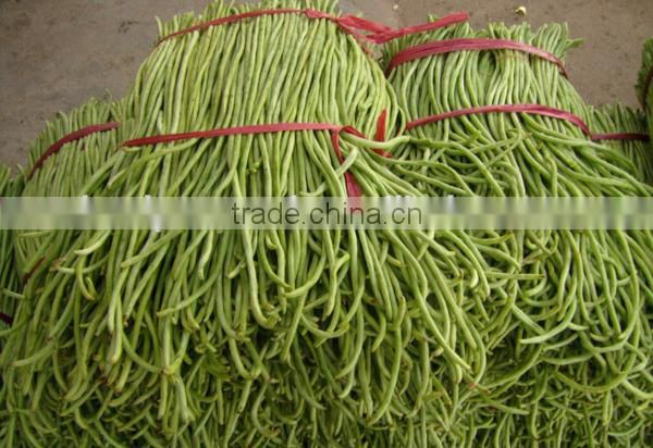 NBE06 Nanxiang 60 days, 40-55cm long op bean seeds for sale